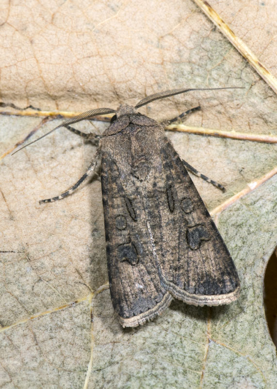 Agrotis sp